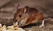 24 Hour & Emergency Exterminators in Cooper Landing, AK